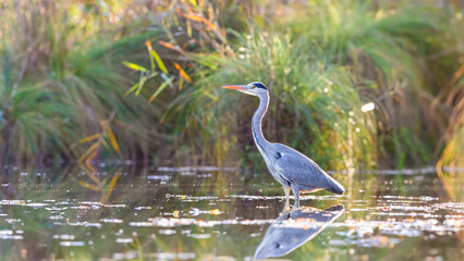 Grey Heron on the lookout at the edge of a lake. Ardea cinerea, Touraine, Indre et Loire 37, région Centre Val de Loire, France, European Union, Europe