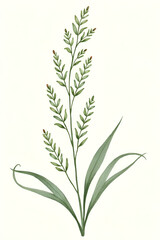 Fototapeta premium Hand-drawn green plants and layered leaves on white, with delicate pencil strokes and vintage botanical style, creating a minimal, elegant 4K wallpaper.
