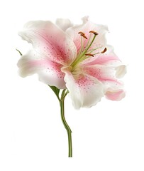 Naklejka premium Beautiful Stargazer Lily in Bloom with Delicate Pink Speckles on White Petals