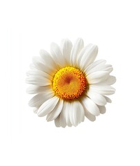 Fototapeta premium Closeup of a Perfect and Beautiful White Daisy Flower on White