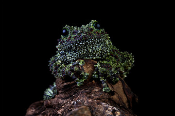 Vietnamese mossy frog on a wood, moss tree frog isolated on black background