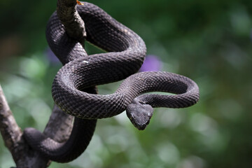 mangrove pit viper on a branch, Trimeresurus purpureomaculatus