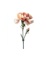 Obraz premium Delicate Peach Carnation Flower with Bud Isolated on White Background, Floral Art