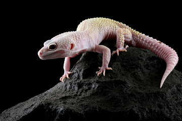 Leopard gecko lizard crawling on rock, lizard isolated on black background, eublepharis macularius