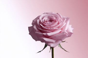 Fototapeta premium A single pink rose is the main focus of the image