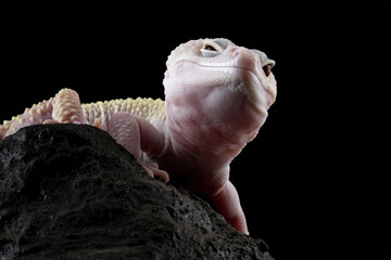 Close-up of a head leopard gecko lizard, eublepharis macularius