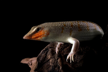 Sandfish lizard on wood isolated on black blackbackground (Scincus scincus)	