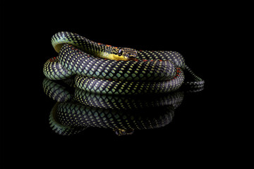 Flying snake or gliding snake isolated on black, Chrysopelea	