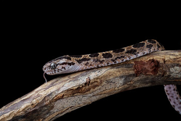 baby boiga cynodon snake on branch