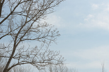 tree with spring buds and sky with slight clouds