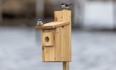 Two small birds interacting atop a weathered wooden fence under golden sunlight.