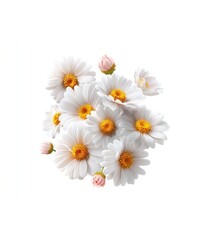 Fototapeta premium Radiant Daisies Blooming in Abundance, a Captivating Floral Display on White Backdrop
