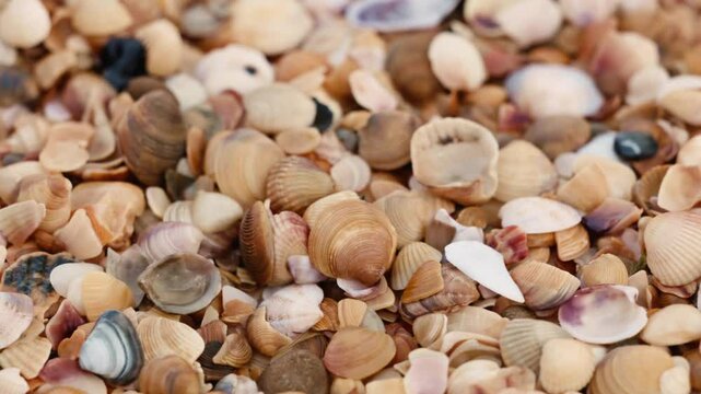 Fuel oil spills on a beautiful seashell beach. Beach oil spill impact. There are many small drops of toxic fuel oil on the shell of the seashore. Environmental pollution