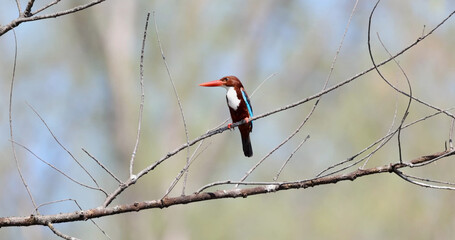 Whitethroated kingfisher perched on bare branch, blurred background, sharp detail, tropical bird photography.