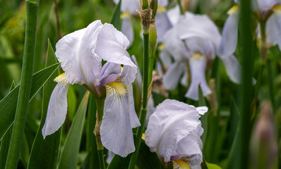 spring crocus flowers