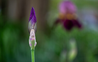 close up of a flower