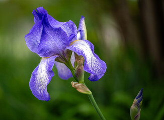 blue iris flower