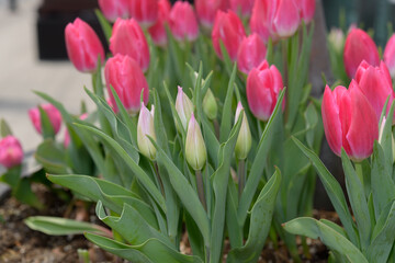 flowering pink tulips outdoors