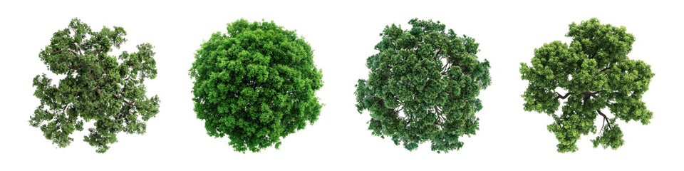 Fototapeta premium PNG Lush green tree tops, element set on transparent background