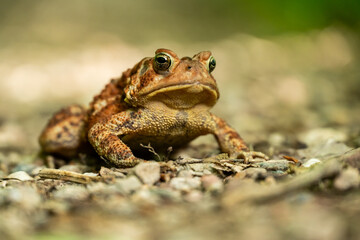 Face of Frog Resting on Trail in Shenandoah