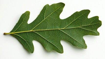 Fototapeta premium A green oak leaf with visible veins on white.