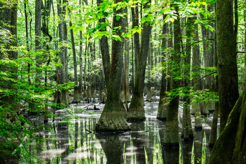 Obraz premium Flooded Waters Surround Mossy Cypress Trees