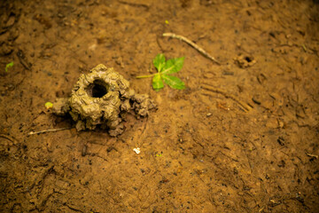 Fresh Mud Pile Leads Into Small Animal Tunnel