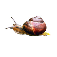 Brown-lipped snail (Cepaea nemoralis) isolated on transparent background. Realistic snail clipart perfect for educational, ecological, and nature themes.