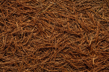 Ground Texture Of Brown Pine Needles Cover The Ground