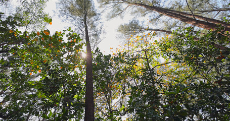 Sunlit forest canopy, tall trees, vibrant green foliage, clear sky, peaceful nature scene.