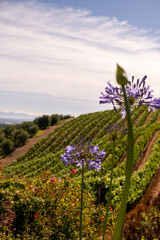 Elegant vineyard landscapes and mountain views in South Africa’s Cape Winelands, captured on a sunny day. Perfect for luxury travel, wine tourism, and lifestyle themes.
