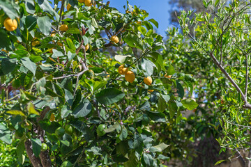 Citrus fruits on lush lemon tree captured in daylight, excellent for travel blogs, local food promotions, or environmental conservation content.
