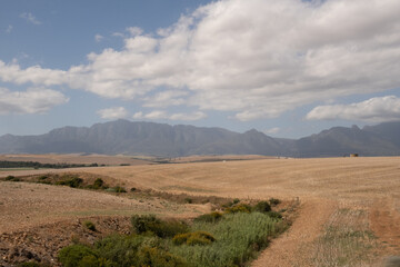 Wild African elephants roaming the savannahs of South Africa, captured during a safari. Showcasing herds, close-up portraits, and natural wildlife behavior in their native habitat.
