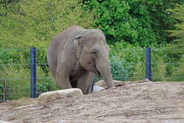 Fototapeta premium grey Asian Elephant at Dublin Zoo, Ireland