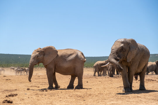 Wild African elephants roaming the savannahs of South Africa, captured during a safari. Showcasing herds, close-up portraits, and natural wildlife behavior in their native habitat.
