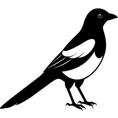 Animal magpie silhouette vector illustrator 
