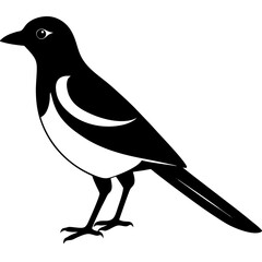 Animal magpie silhouette vector illustrator 