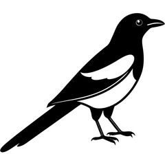 Animal magpie silhouette vector illustrator 