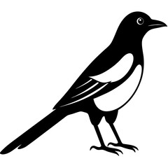Animal magpie silhouette vector illustrator 