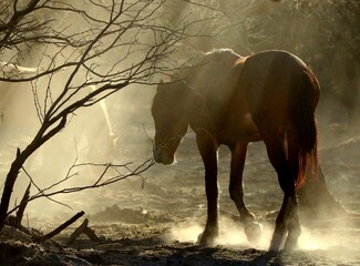 Wild Horse in Morning Light in Forest 
