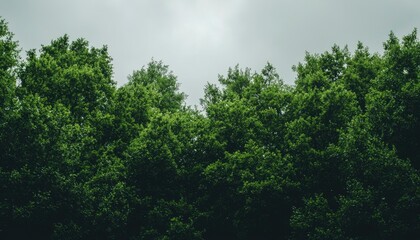 Obraz premium Lush green canopy against overcast sky