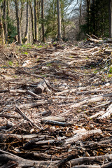 Forestry Management.  Felled logs in a managed forest
