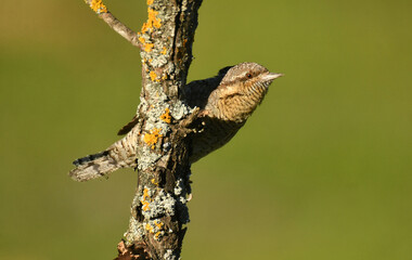 Un torcecuellos en primavera