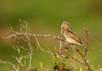 Un torcecuellos en primavera