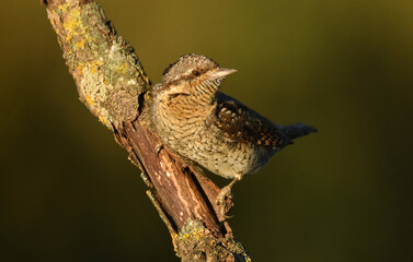 Un torcecuellos en primavera