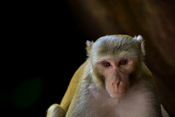 The rhesus macaque or Macaca mulatta, colloquially rhesus monkey, is a species of Old-World monkey.