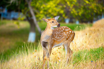 Beautiful sika deer in the autumn forest against the background of colorful foliage of trees. The deer looks to the sides and chews the grass. Fabulous forest autumn landscape with wild animals.