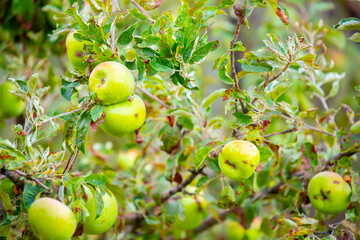 Harvest of apples on a plantation in the garden. Fruit trees with apples. Ripe fruits on the branches of a tree. Gardening in agriculture.