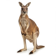 Fototapeta premium A kangaroo standing upright on a white background looking directly at the viewer with its ears up