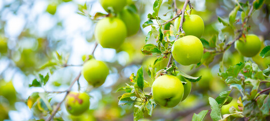 Harvest of apples on a plantation in the garden. Fruit trees with apples. Ripe fruits on the branches of a tree. Gardening in agriculture.